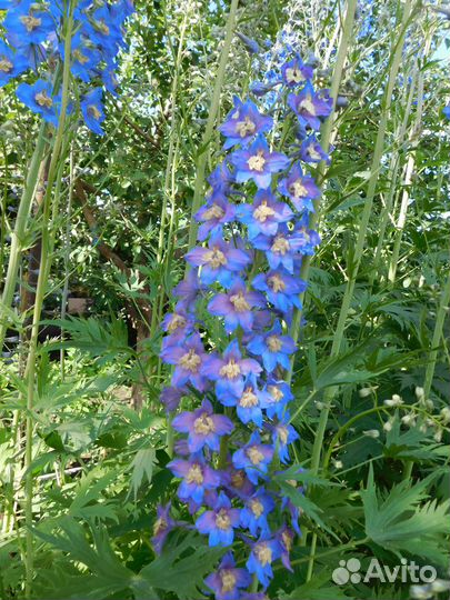 Цветы садовые