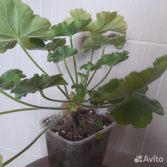 Пеларгония сортовая та Эммануэль