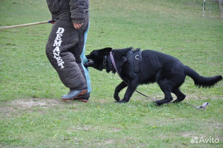 Дрессировка собак, Пермь