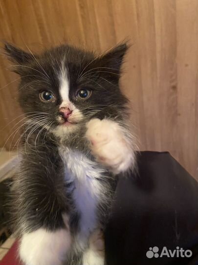 Котята отдам бесплатно