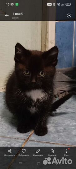 Котята в добрые руки