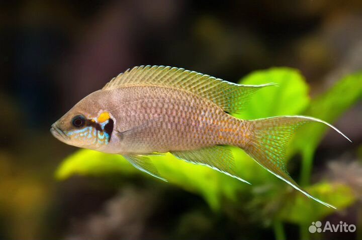 Цихлида Принцесса Бурунди, Неолампрологус Бришара