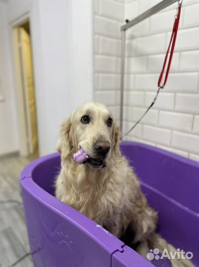 Груминг крупных пород собак экспресс-линька