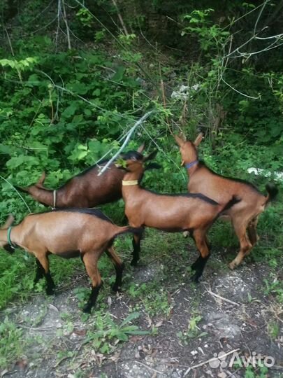 Навоз в мешках козий