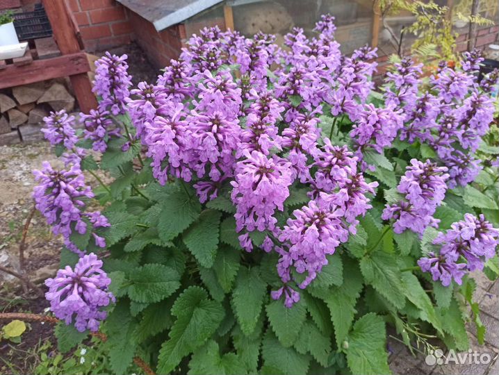 Виноград, растения для сада