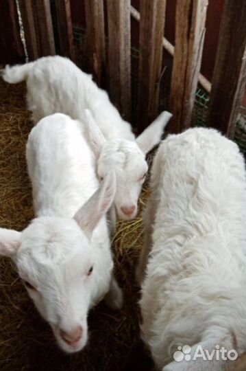 Коза дойная