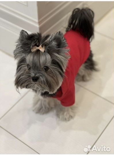 Толстовка (худи) для маленьких собак или кошек