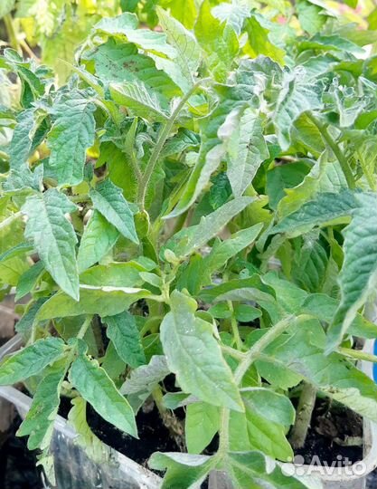 Рассада помидор, перцев, баклажан