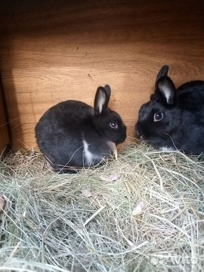 Декоративные кролики