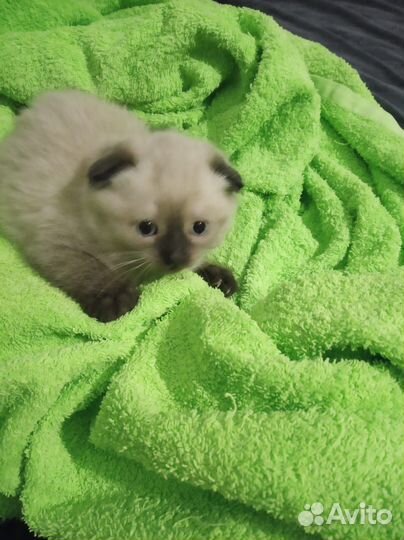 Котик в добрые руки в резерве до 8 июня