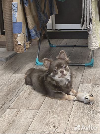 Вязка Чихуахуа