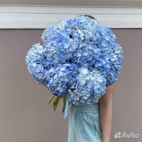Букет из 13 голубых гортензий