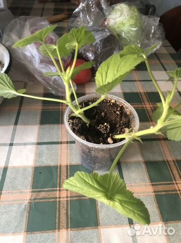 Пеларгония, герань