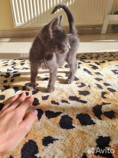 Котята в добрые руки мальчики