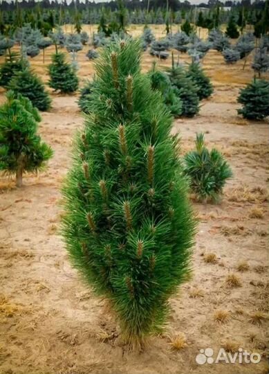 Сосна Черная Грин Тауер/Green Tower