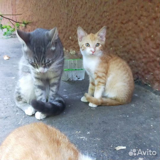 Котята 2 мес маркиз и рыжие