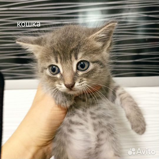Отдам котят в добрые руки