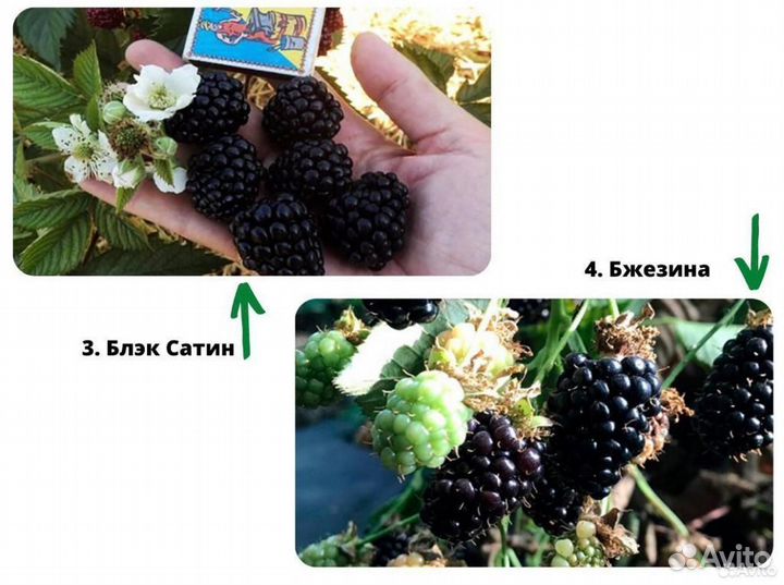 Саженцы ежевики