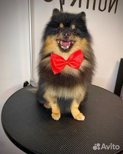 Груминг собак и кошек