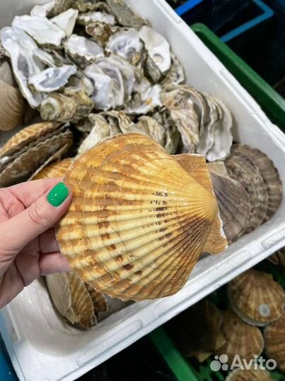 Пустые ракушки от устриц, гребешка, моллюсков