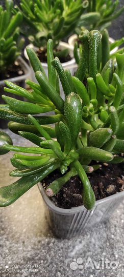 Крассула толстянка