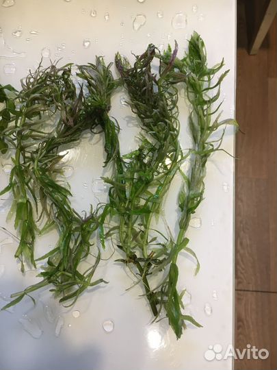 Растения аквариумные