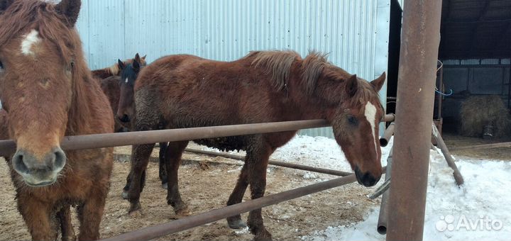 Лошади тяжеловозы кобылы,жеребята
