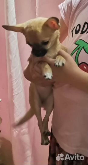 Собака чихуахуа