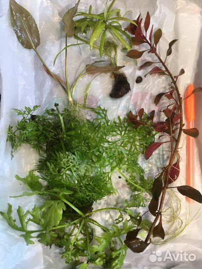 Аквариумная трава