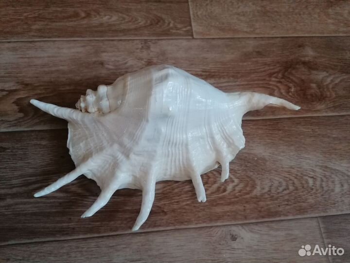 Ракушка морская большая