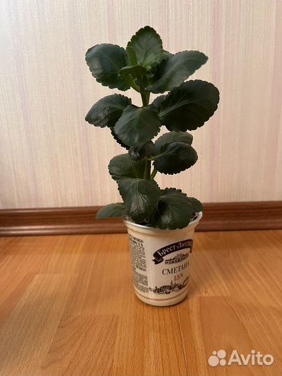 10 цветов цена за всё