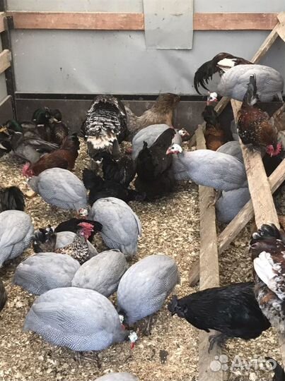 Петухи,Цесарки,Куры,Подсадные,Кролики