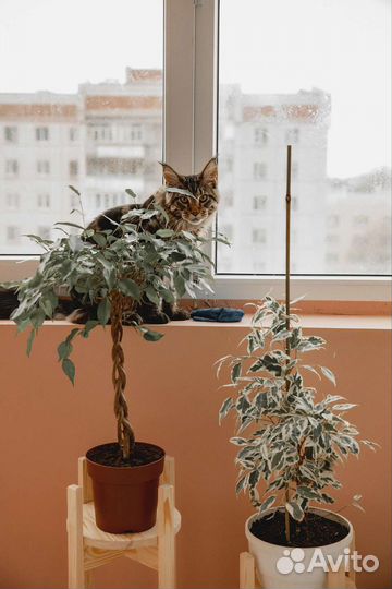 Кот мейн-кун вязка