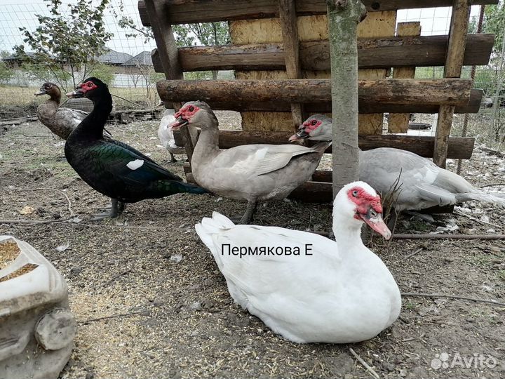 Селезни /утки серебро,лаванда, синие