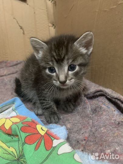 Котята