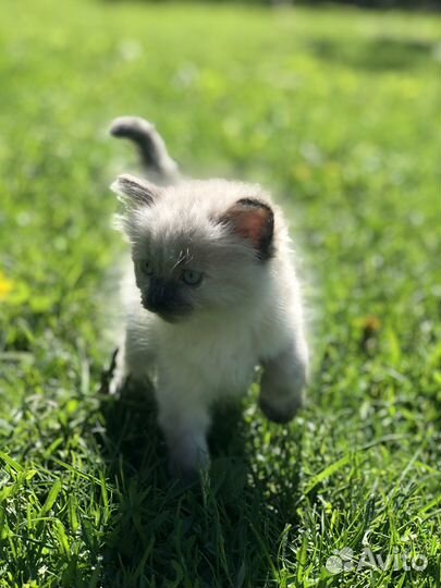 Котята в добрые руки. Один месяц, приучены к лотку