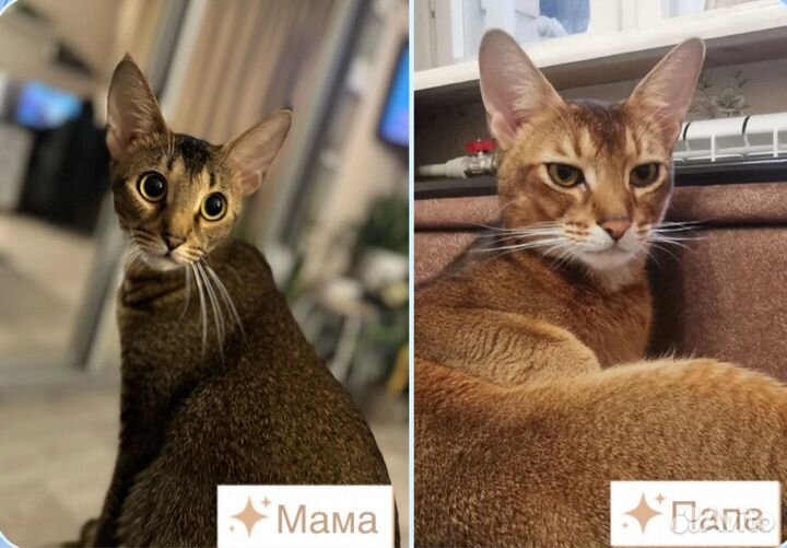 Абиссинские котята