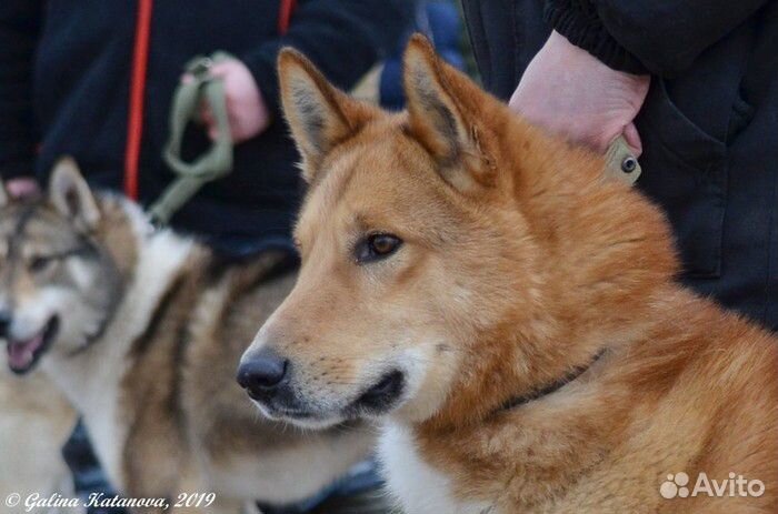 Кобель для вязки