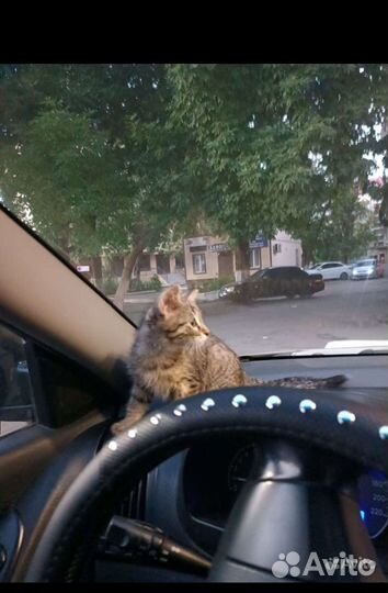 Котенок бесплатно