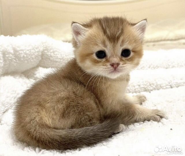 Шотландские котята Золотые и серебристые шиншиллы