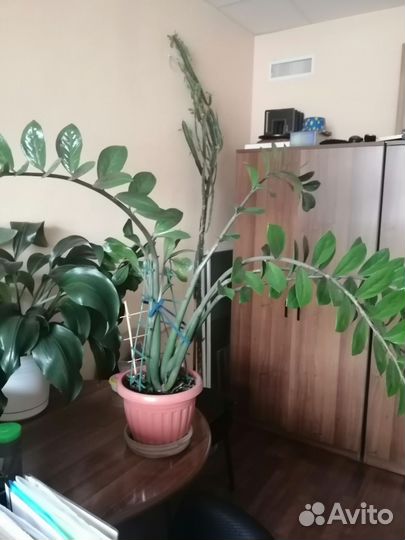 Замиокулькас