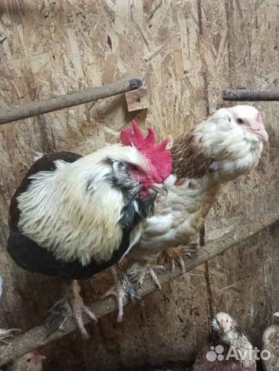 Инкубационное яйцо фавероль