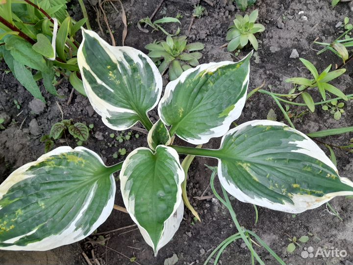 Хосты,флоксы