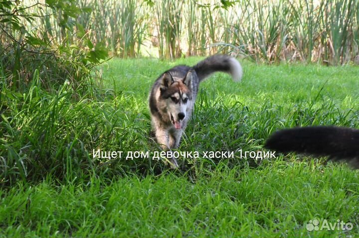 Хаски в добрые руки