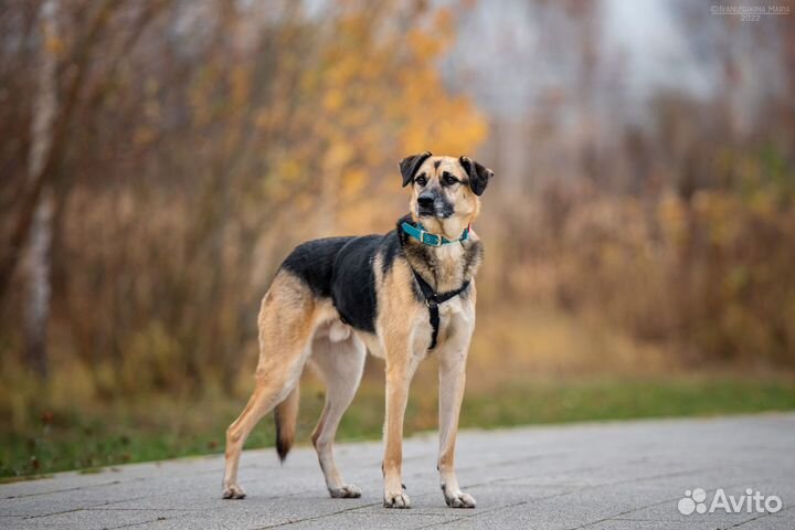 Собака ищет надёжного хозяина