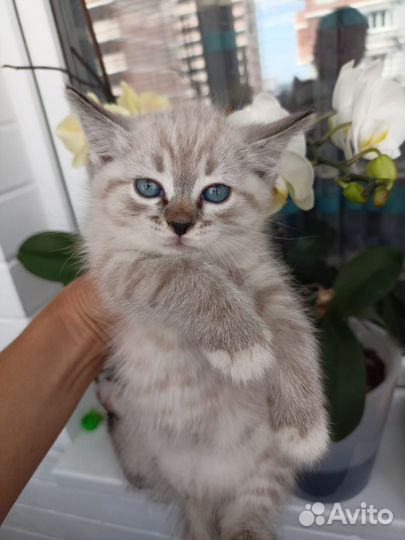 Тайская кошечка