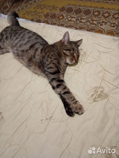 Котик в добрые руки