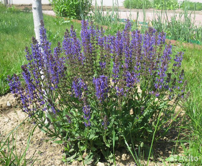 Семена многолетних цветов