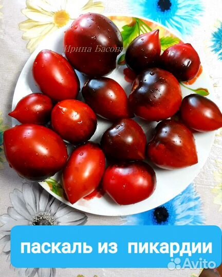 Семена коллекционных сортовых томатов