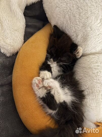 Кошка бесплатно
